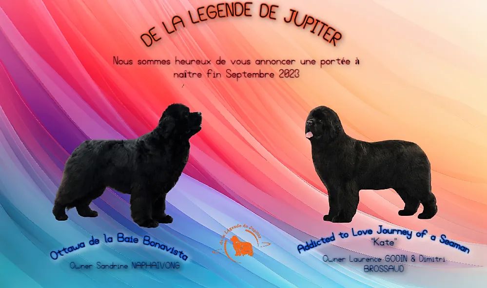 chiot Terre-neuve De La Légende De Jupiter