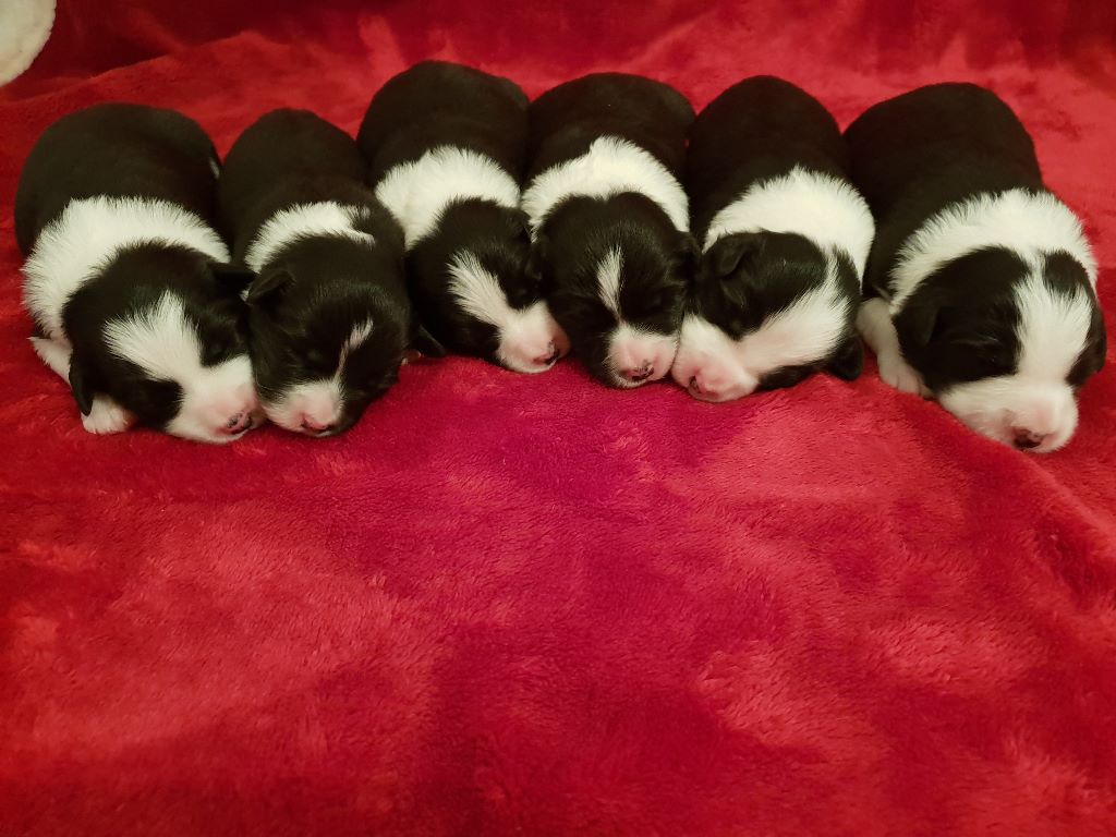 De La Légende De Jupiter - Border Collie - Portée née le 20/01/2019