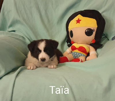 Taïa