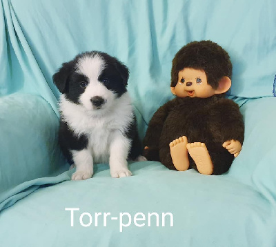  Torr-Penn