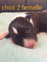 CHIOT