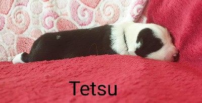  Tetsu