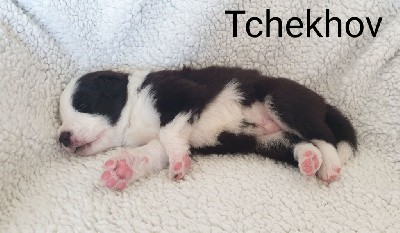 Tchekhov