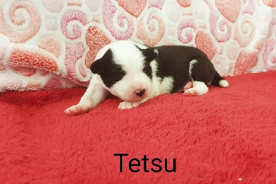  Tetsu