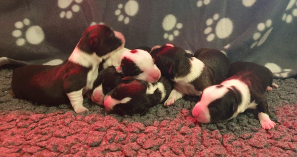 chiot disponible
