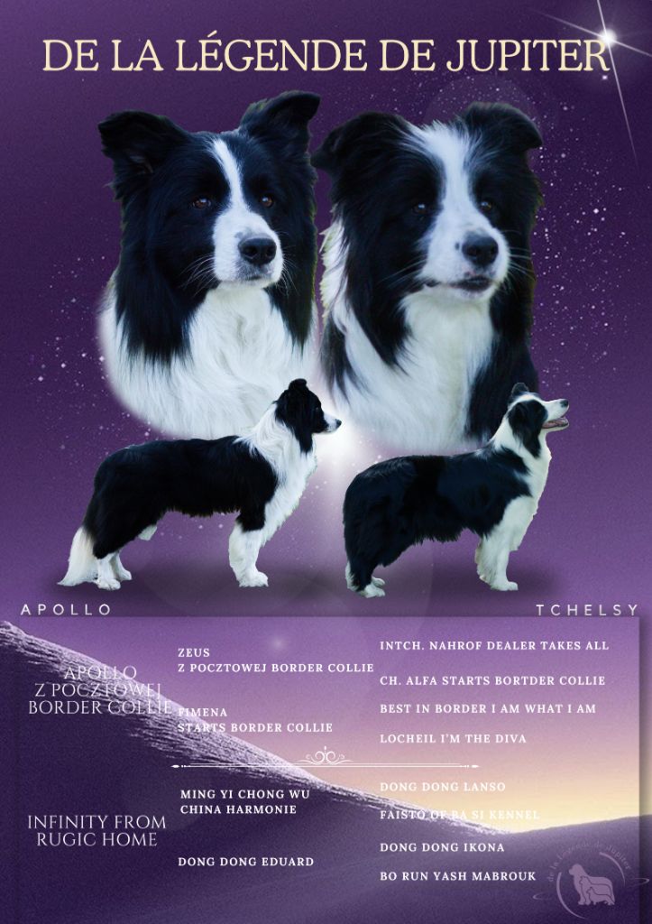 bébés border collie