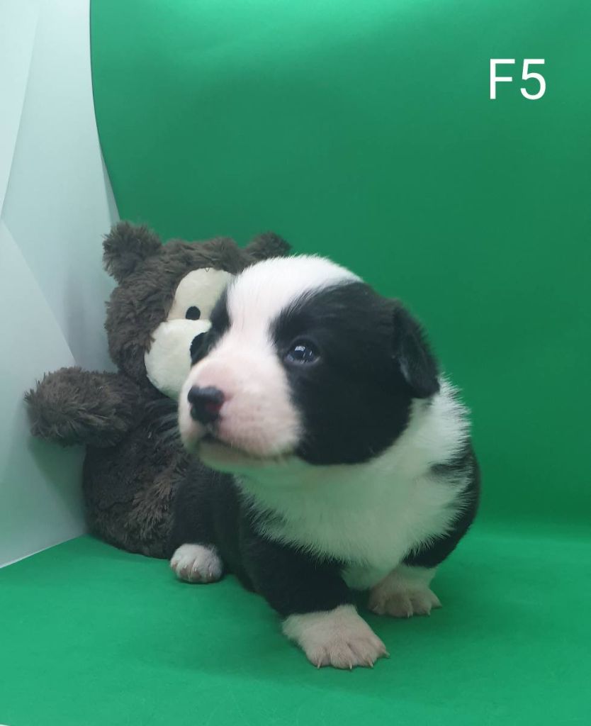 De La Légende De Jupiter - Chiots disponibles - Welsh Corgi Cardigan