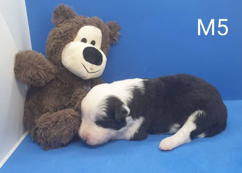 De La Légende De Jupiter - Chiots disponibles - Border Collie