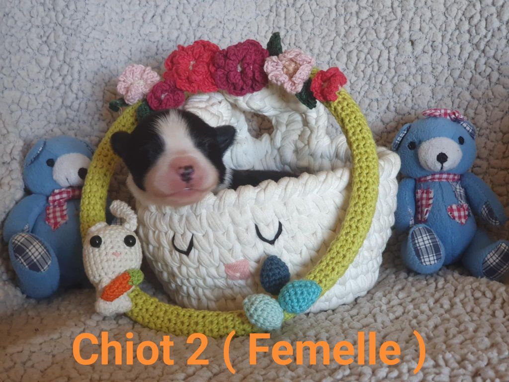 De La Légende De Jupiter - Chiots disponibles - Border Collie