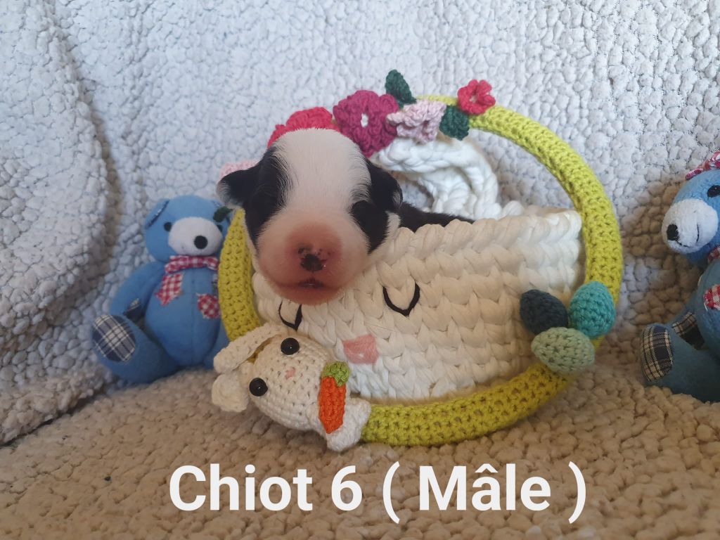 De La Légende De Jupiter - Chiots disponibles - Border Collie