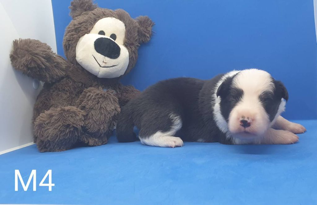 De La Légende De Jupiter - Chiots disponibles - Border Collie