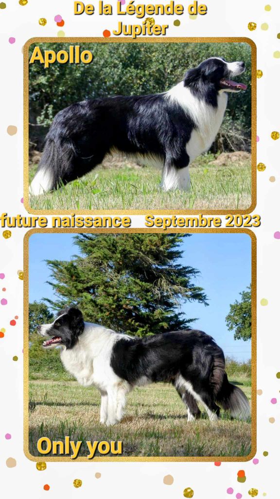 De La Légende De Jupiter - Border Collie - Portée née le 15/09/2023