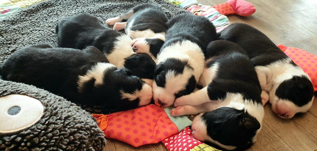 De La Légende De Jupiter - Border Collie - Portée née le 25/07/2019
