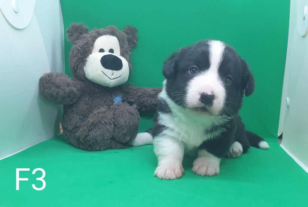 De La Légende De Jupiter - Chiots disponibles - Welsh Corgi Cardigan