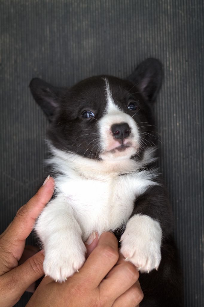 De La Légende De Jupiter - Chiots disponibles - Welsh Corgi Cardigan