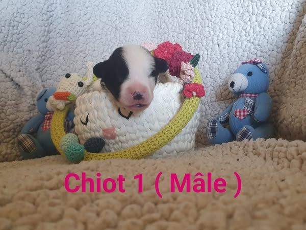 De La Légende De Jupiter - Chiots disponibles - Border Collie