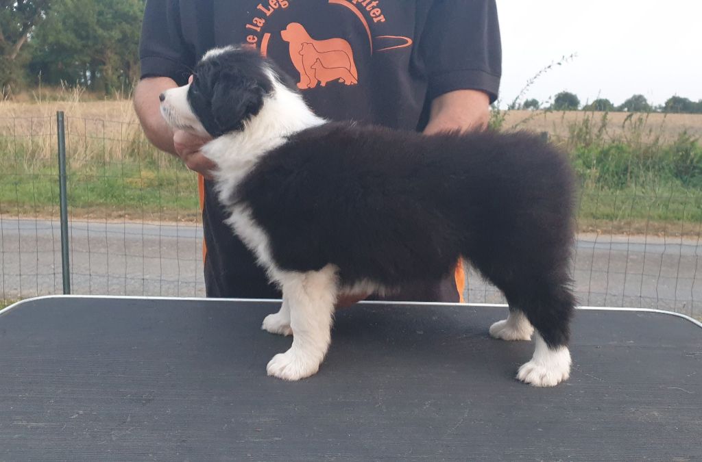 De La Légende De Jupiter - Chiots disponibles - Border Collie