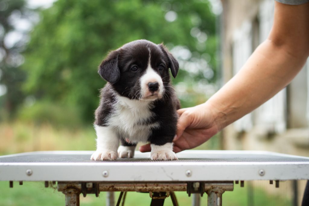 De La Légende De Jupiter - Chiots disponibles - Welsh Corgi Cardigan