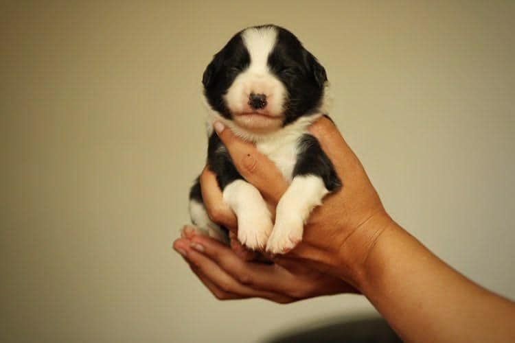 De La Légende De Jupiter - Border Collie - Portée née le 24/06/2021