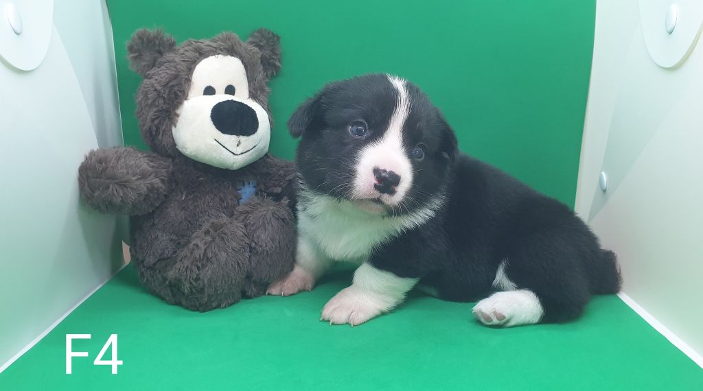 De La Légende De Jupiter - Chiots disponibles - Welsh Corgi Cardigan