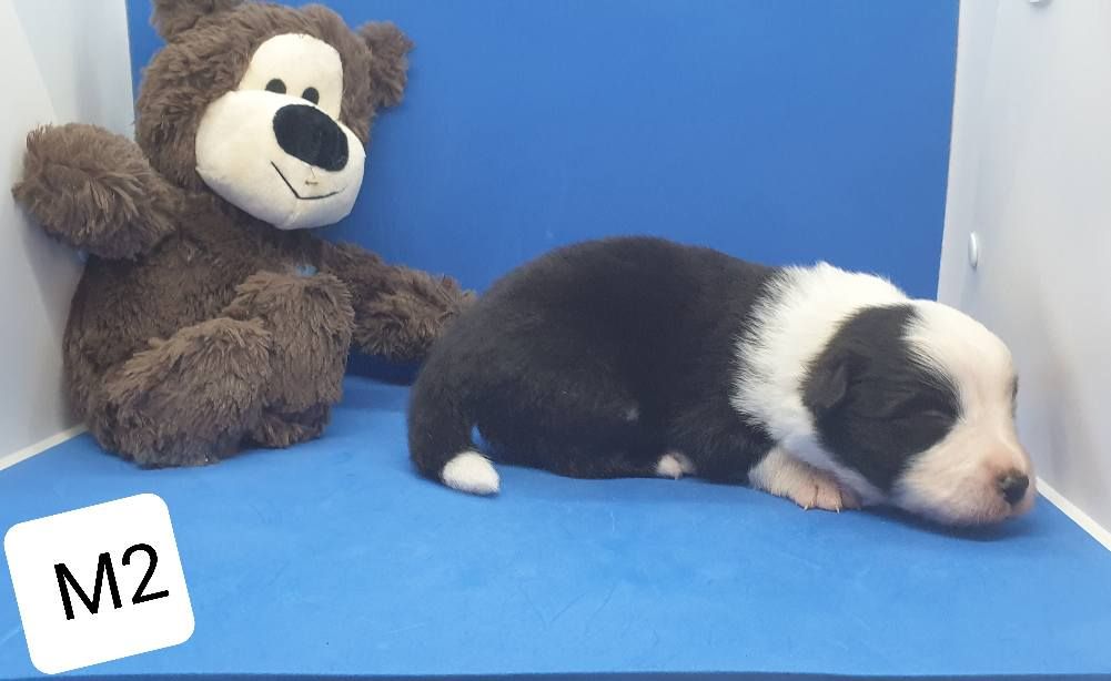 De La Légende De Jupiter - Chiots disponibles - Border Collie