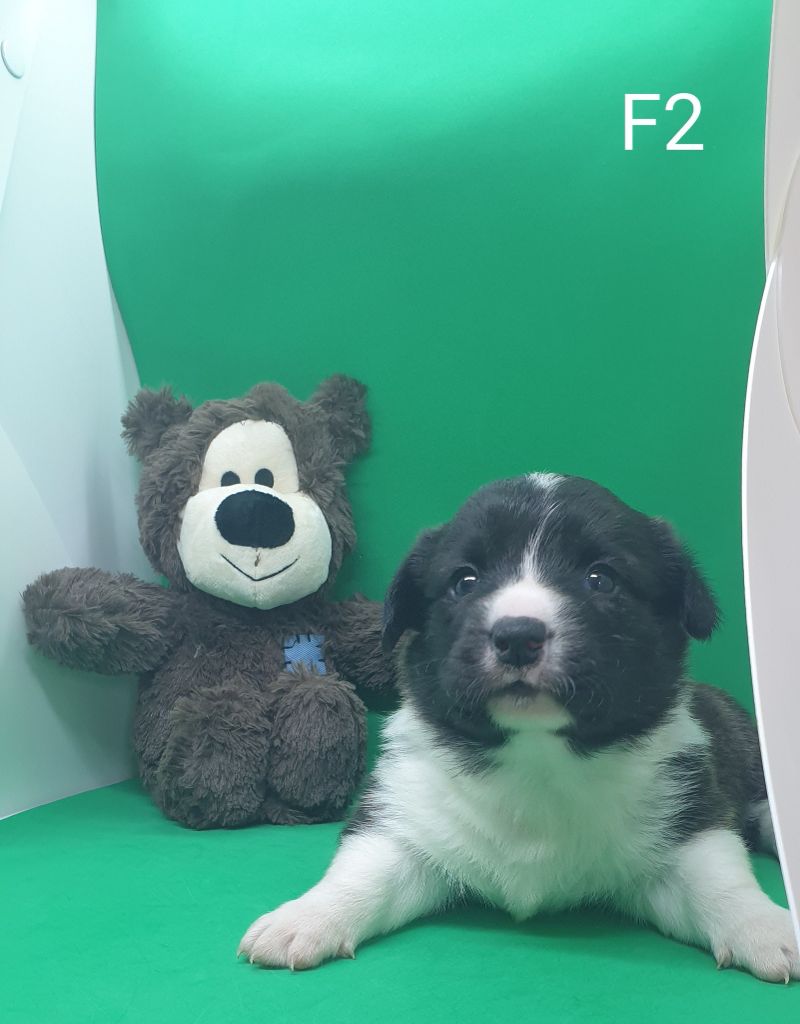 De La Légende De Jupiter - Chiots disponibles - Welsh Corgi Cardigan