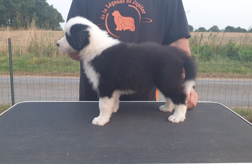 De La Légende De Jupiter - Chiots disponibles - Border Collie