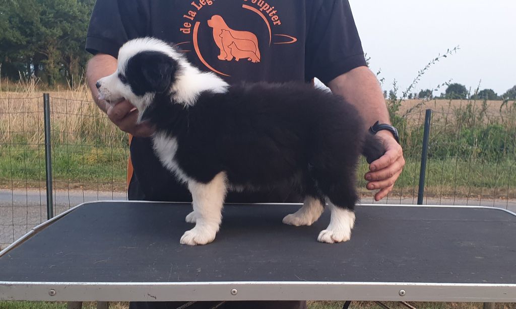 De La Légende De Jupiter - Chiots disponibles - Border Collie