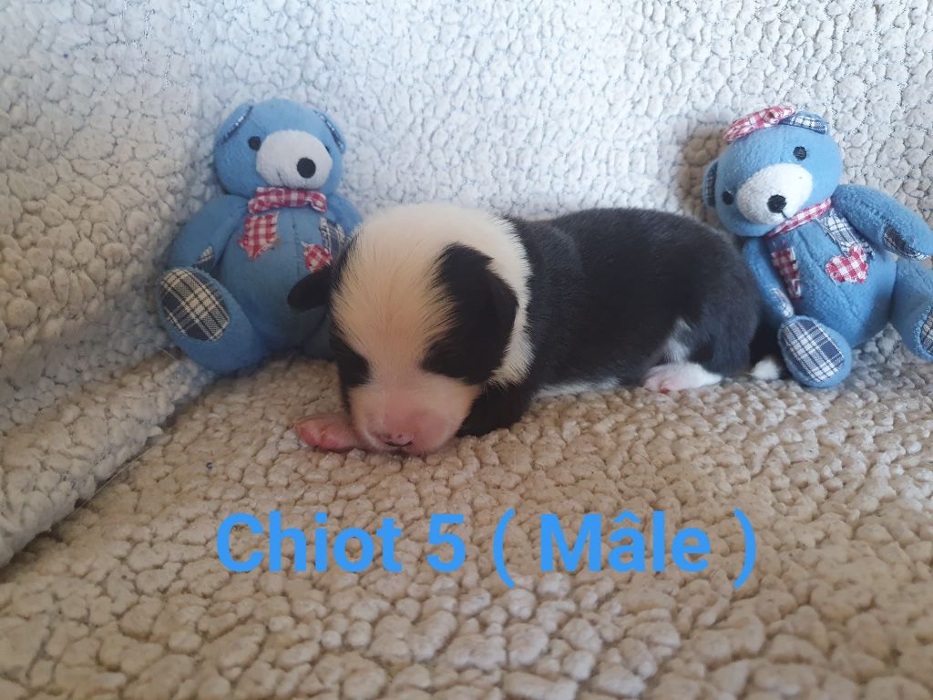 De La Légende De Jupiter - Chiots disponibles - Border Collie