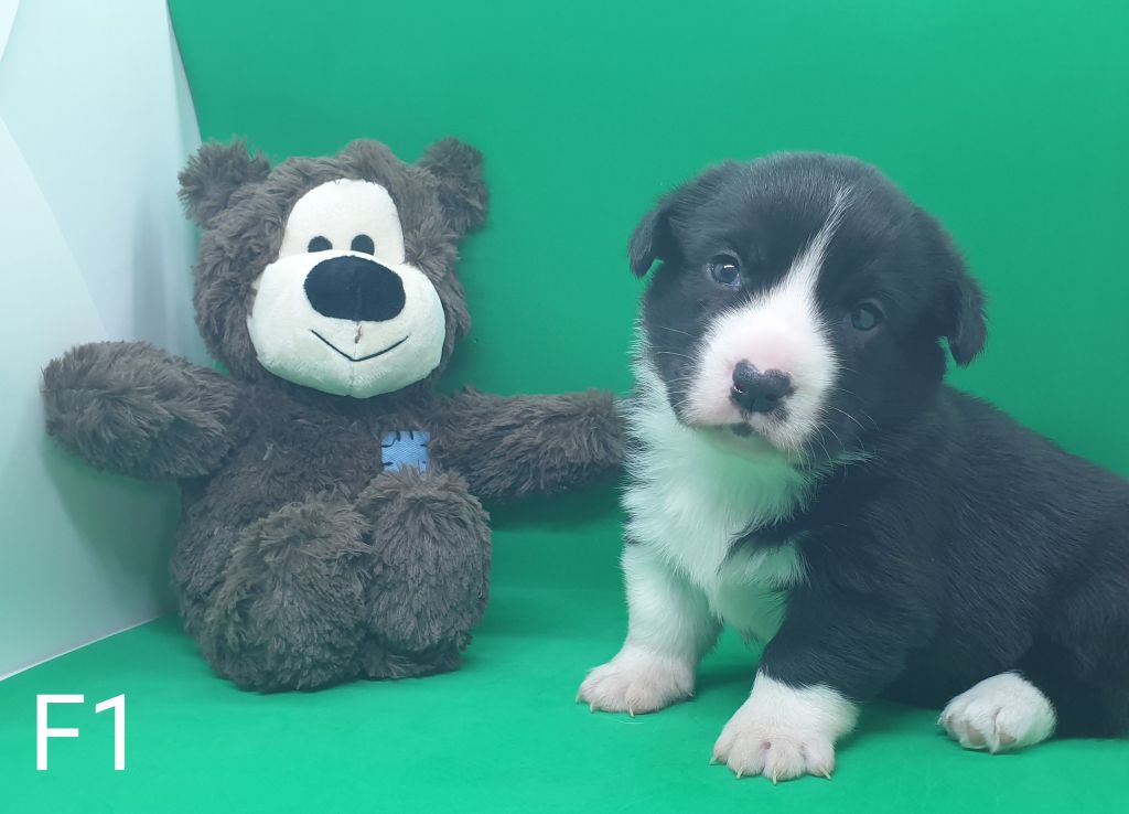 De La Légende De Jupiter - Chiots disponibles - Welsh Corgi Cardigan