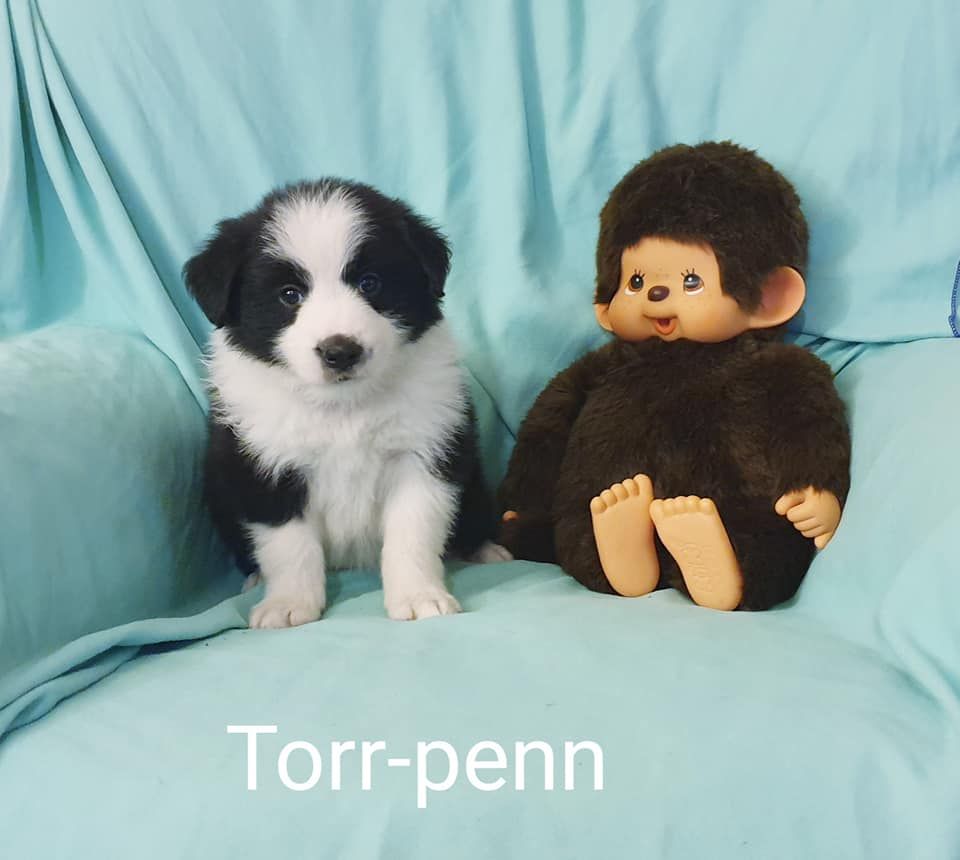 De La Légende De Jupiter - Border Collie - Portée née le 24/07/2022