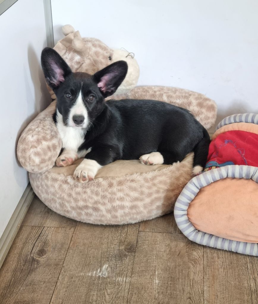 De La Légende De Jupiter - Chiots disponibles - Welsh Corgi Cardigan