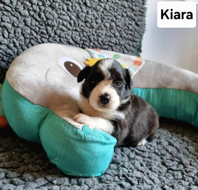 Kiara