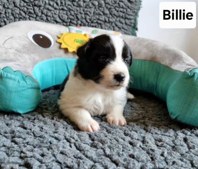 Billie