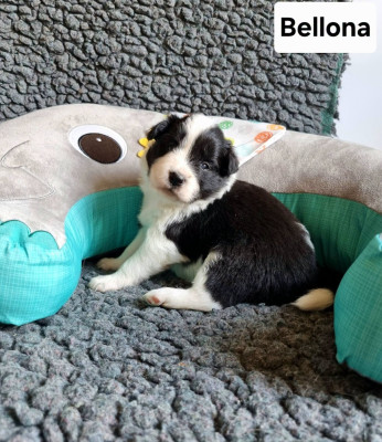 Bellona