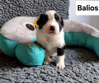 Balios