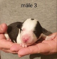 CHIOT