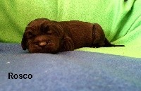 ROSCO