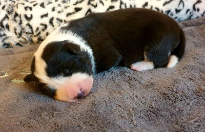 CHIOT
