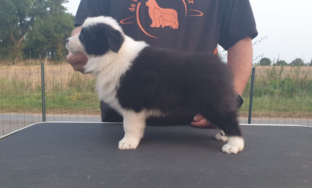 De La Légende De Jupiter - Chiots disponibles - Border Collie