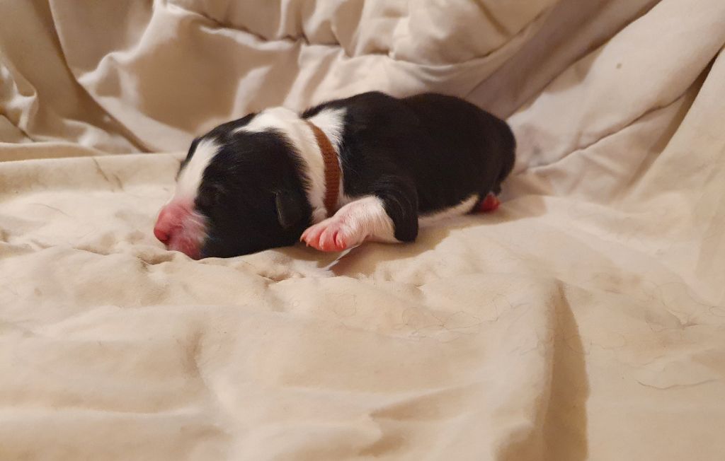 De La Légende De Jupiter - Border Collie - Portée née le 26/10/2020