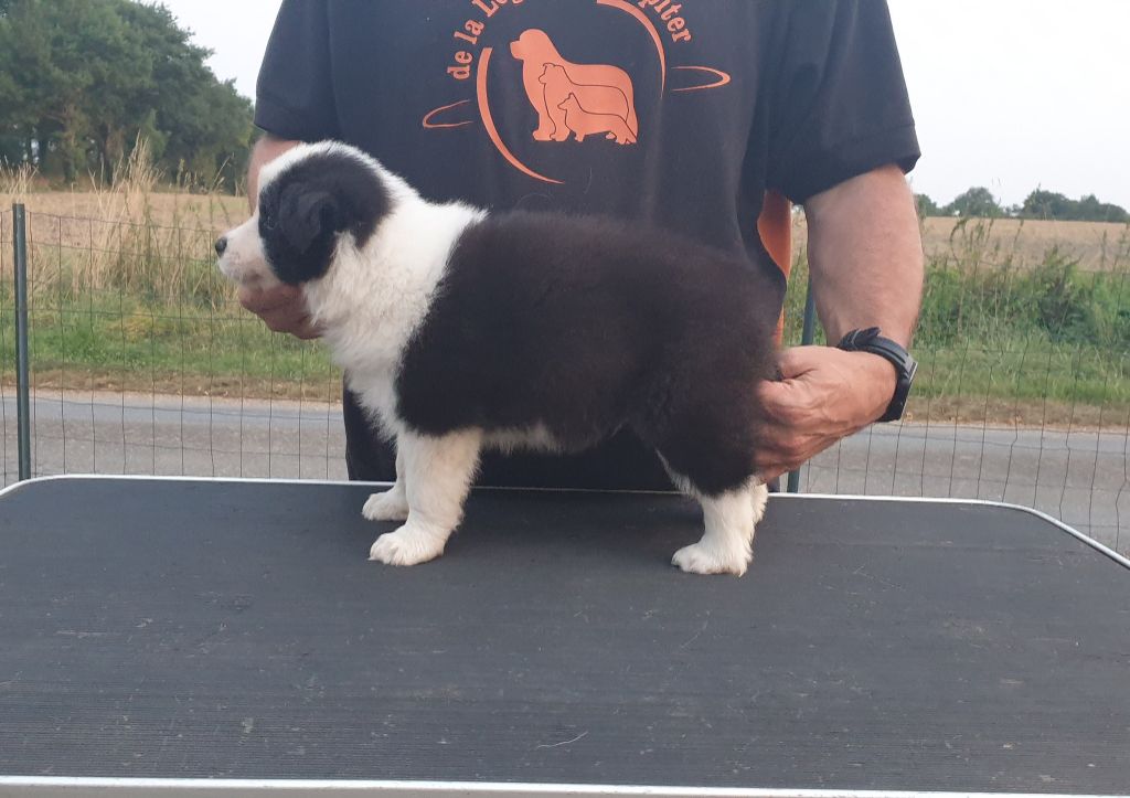 De La Légende De Jupiter - Chiots disponibles - Border Collie