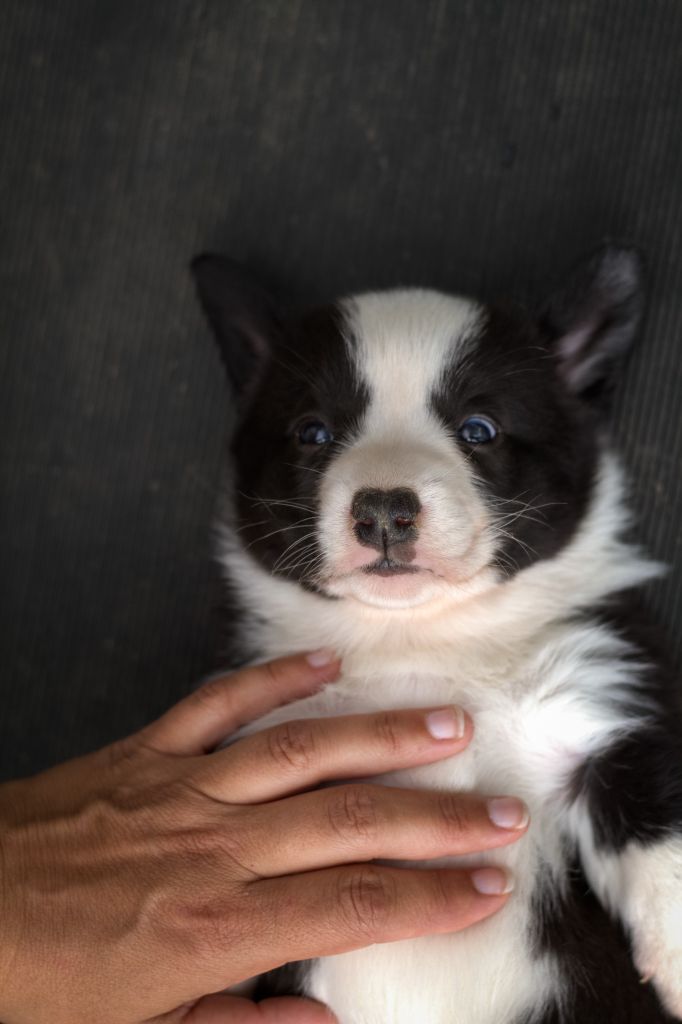 De La Légende De Jupiter - Chiots disponibles - Welsh Corgi Cardigan