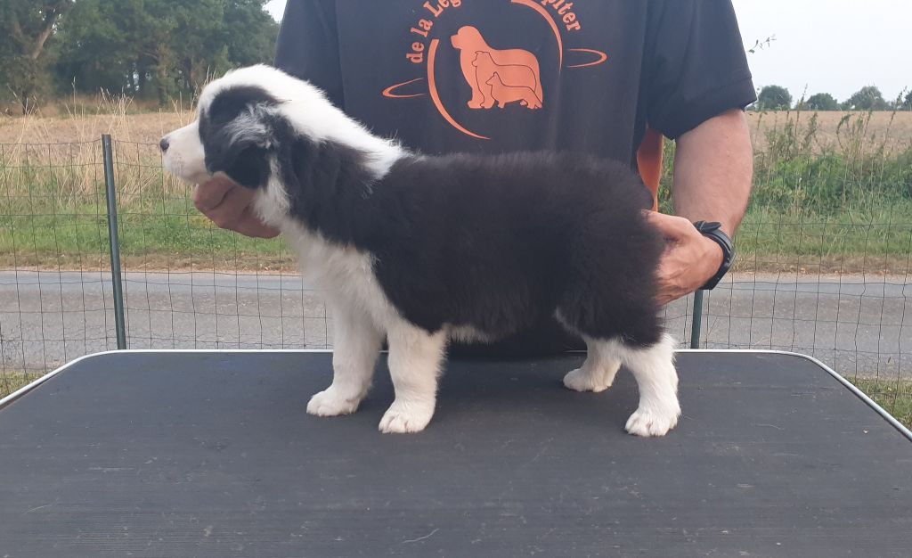 De La Légende De Jupiter - Chiots disponibles - Border Collie