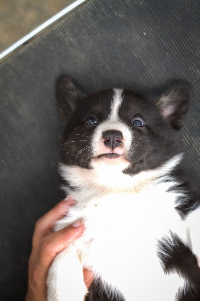 De La Légende De Jupiter - Chiots disponibles - Welsh Corgi Cardigan