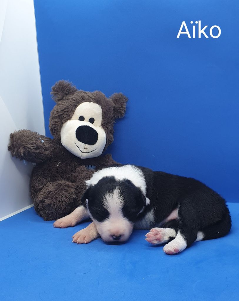 De La Légende De Jupiter - Chiots disponibles - Border Collie