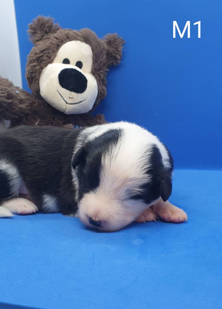 De La Légende De Jupiter - Chiots disponibles - Border Collie