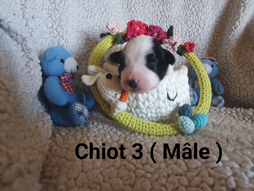 De La Légende De Jupiter - Chiots disponibles - Border Collie