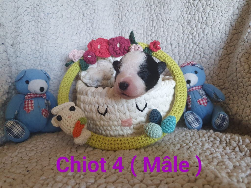 De La Légende De Jupiter - Chiots disponibles - Border Collie
