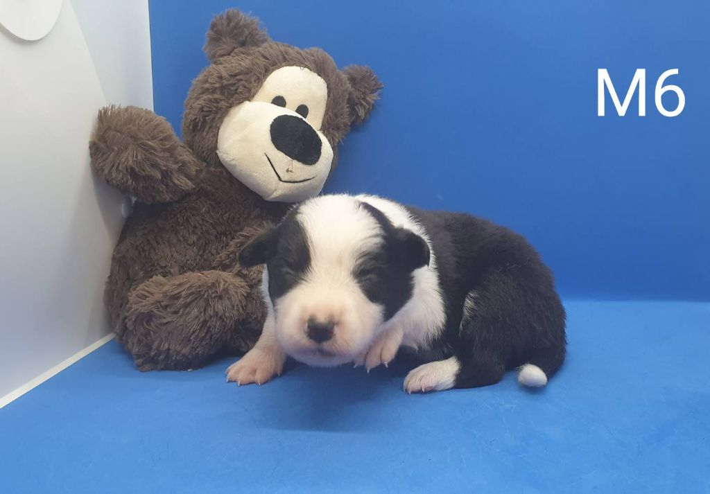 De La Légende De Jupiter - Chiots disponibles - Border Collie
